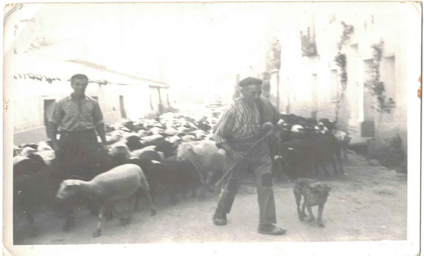 Hacia 1960. Heraclio y pastor con las obejas pasando por la calle de la Ramira.