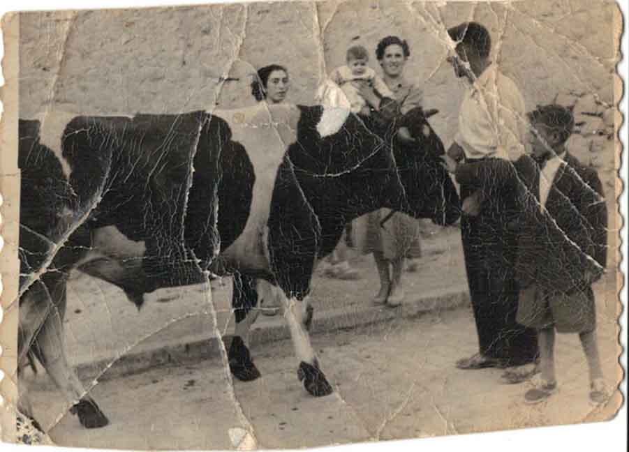 Hacia 1960. Paseando a las vacas por la calle. 