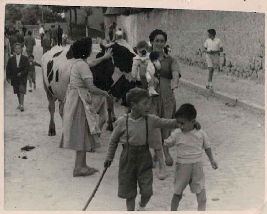 Hacia 1960. Paseando a las vacas.