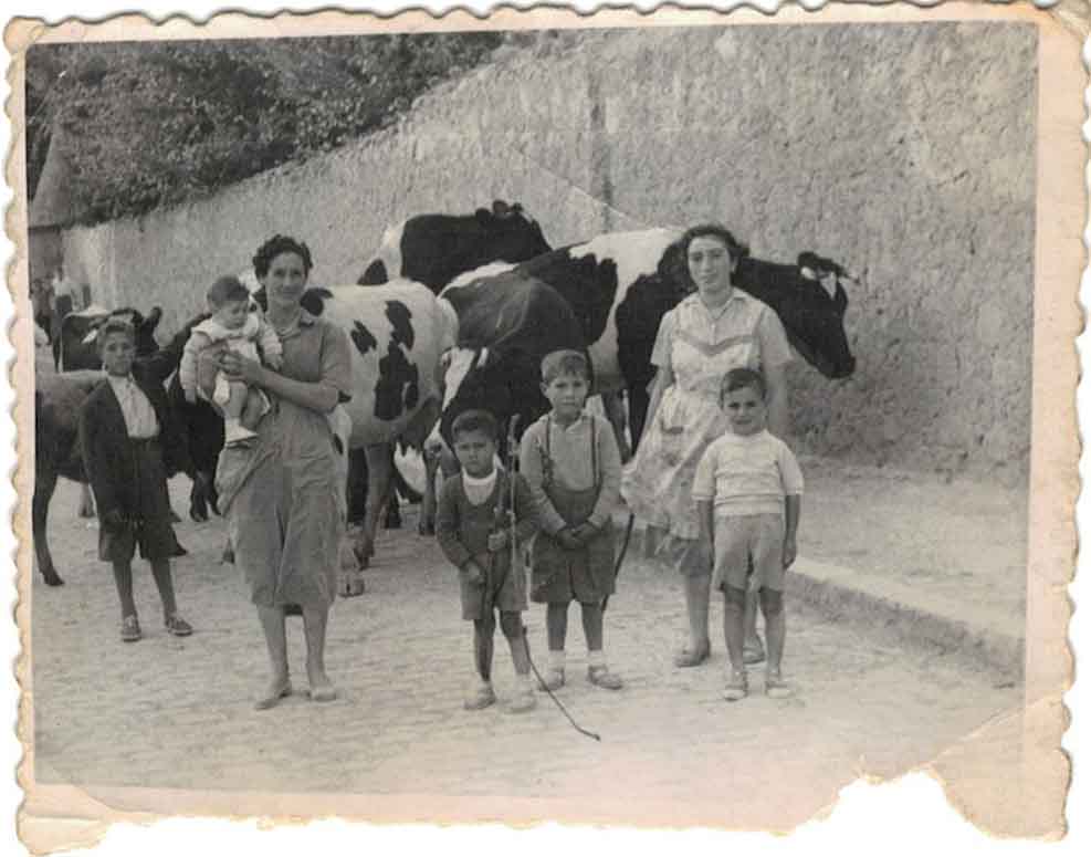 Hacia 1960. Paseando a las vacas en Santa María de Huerta
