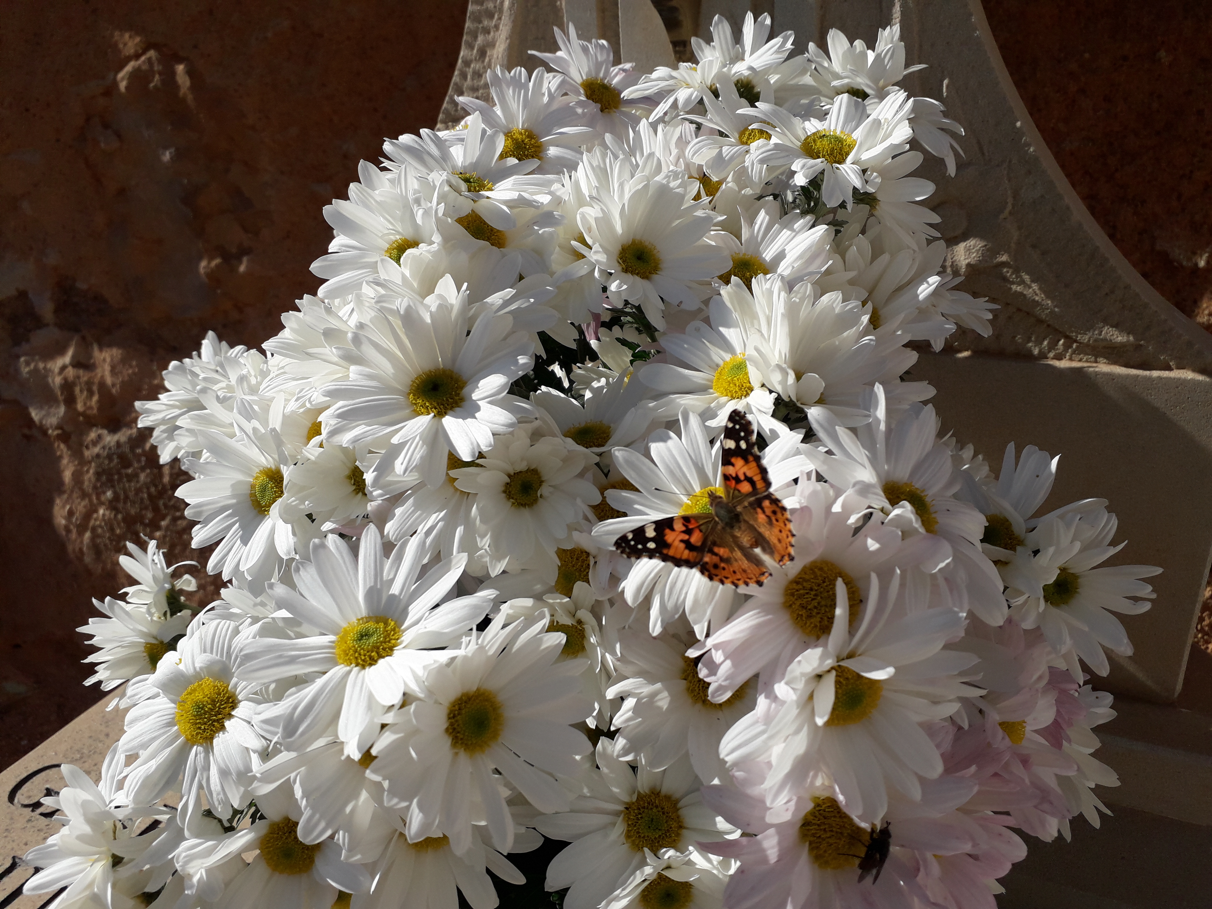 Cementerio Santa María de Huerta - Día de los difuntos