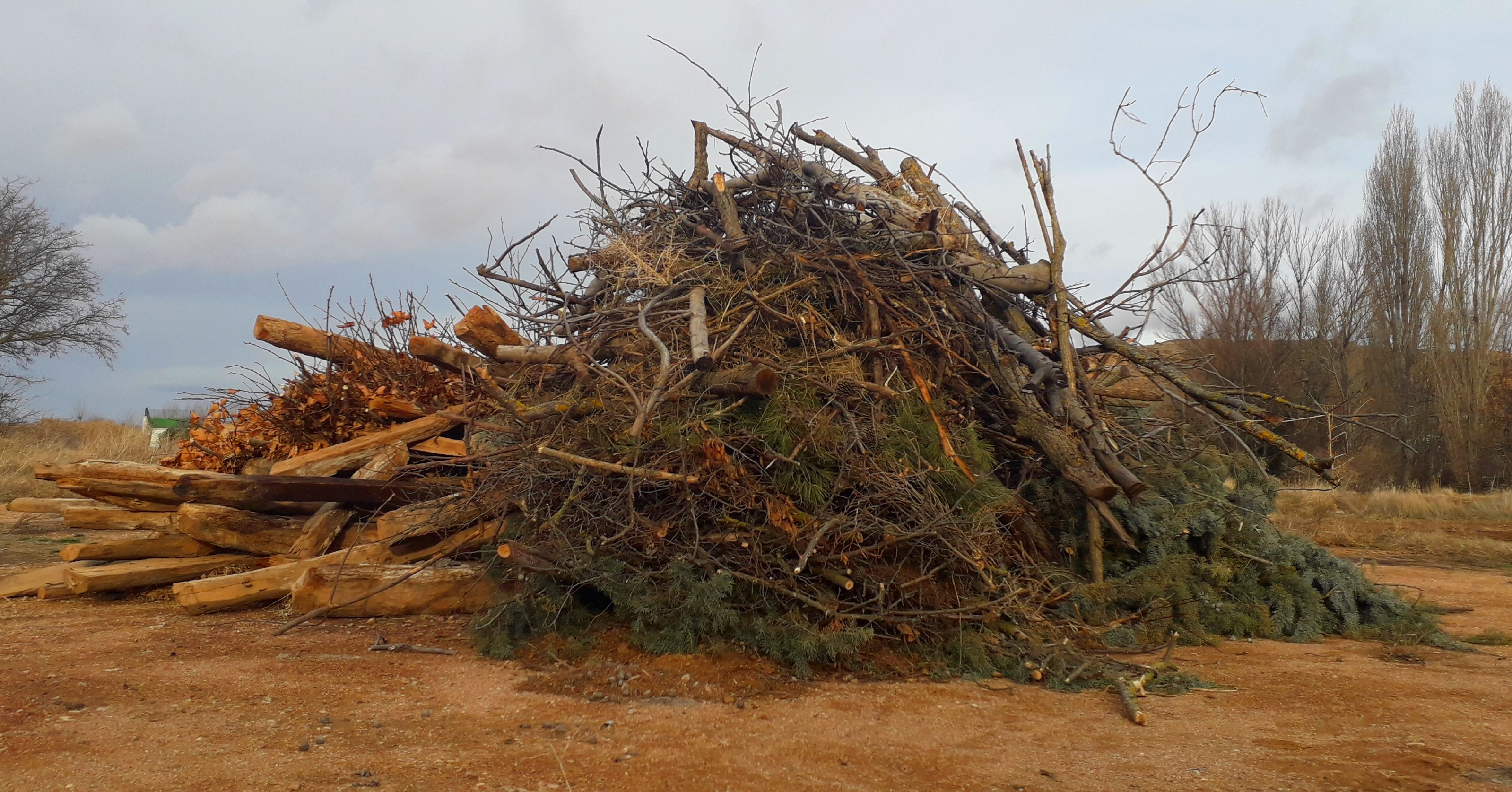 Leña para la hoguera de San Antón.