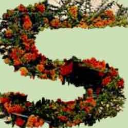 Actividades en diciembre 2021 en Santa María de Huerta